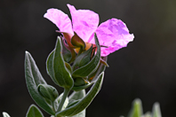 Cistus albidus